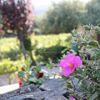 Liperus Agriturismo, foto immagini 18 anni Piedimonte Etneo catania CT
