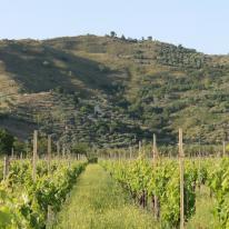Liperus Agriturismo, foto immagini 18 anni Piedimonte Etneo catania CT